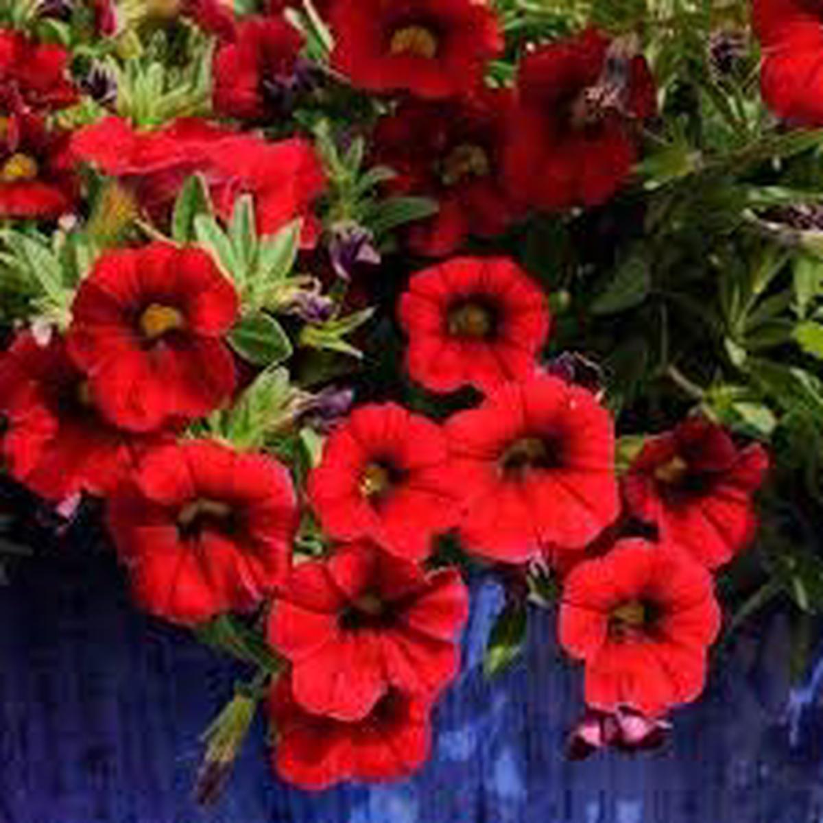 Red Calibrachoa Flower Seeds Heirloom, Non-GMO, High Germination Organic Garden Seeds for Planting