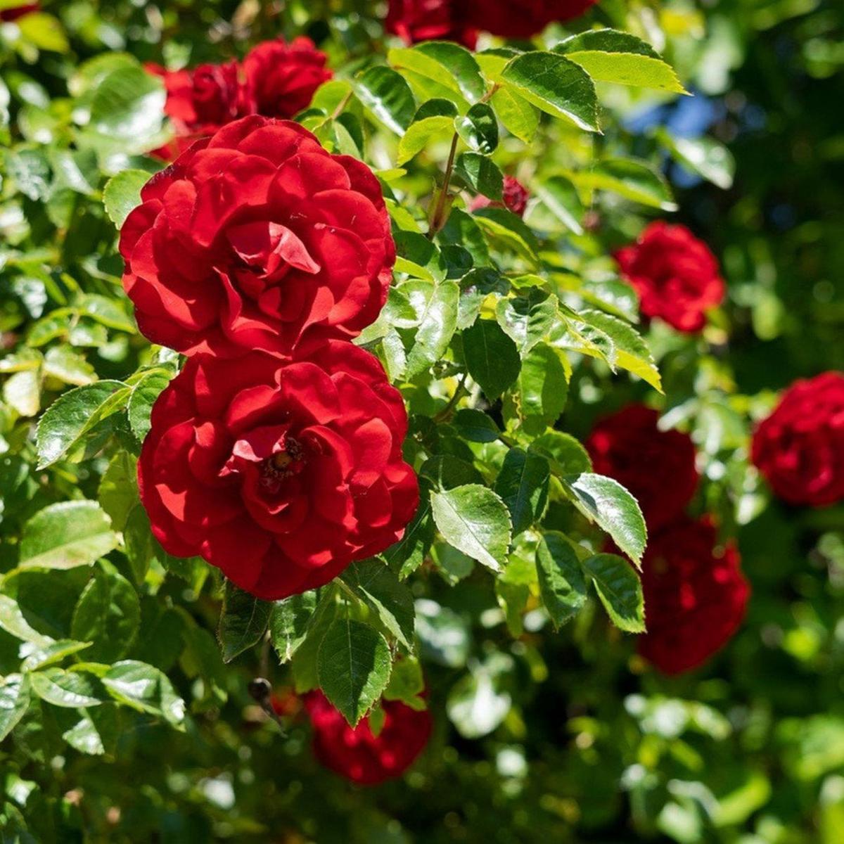 Red Climbing Rose Flower Seeds for Planting  Heirloom, Non-GMO, Easy to Grow, Perennial
