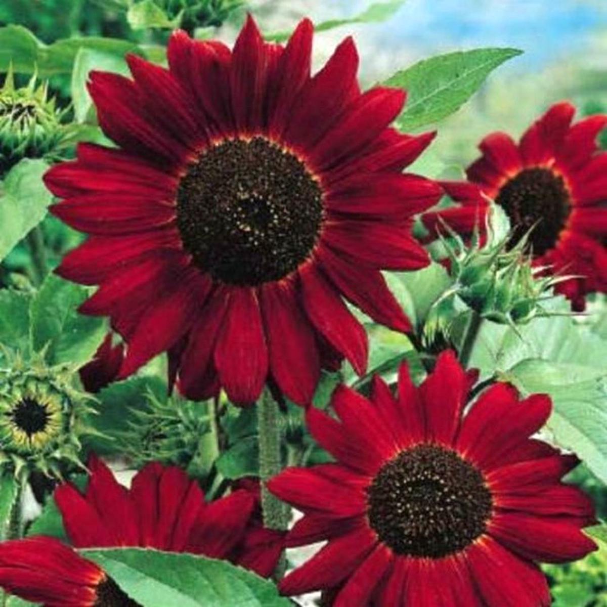 Red Helianthus Flower seeds for Planting – Sun Loving, Heirloom & GMO Free Seeds for Home Garden