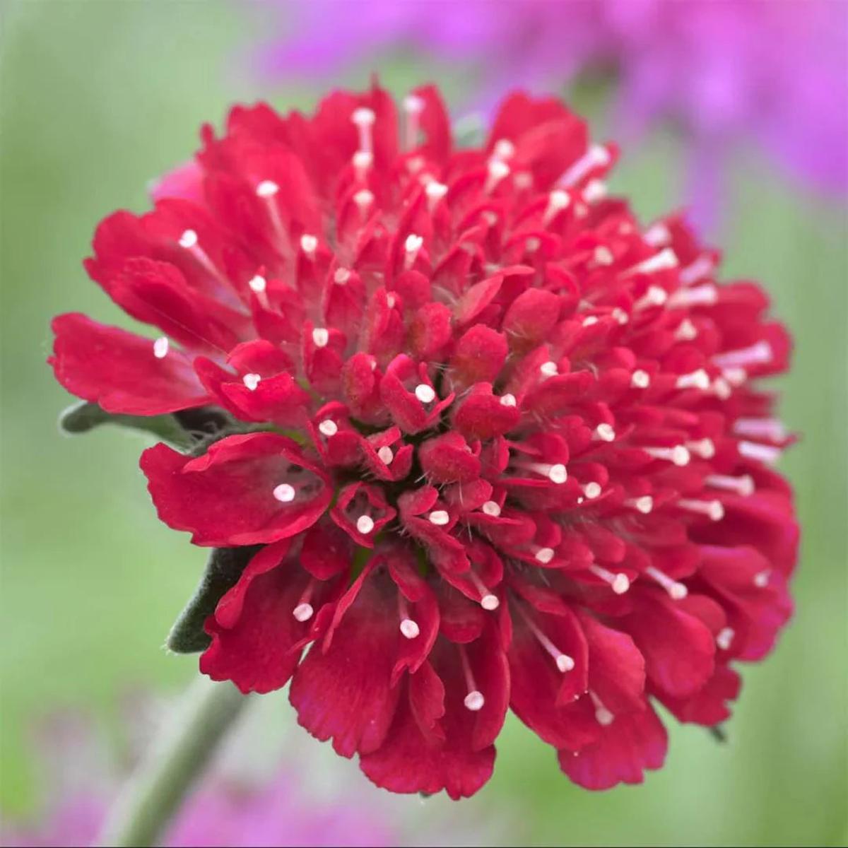 Red Macedonica Flower seeds for Planting – Perfect for Borders, Heirloom & GMO Free Seeds for Home Garden