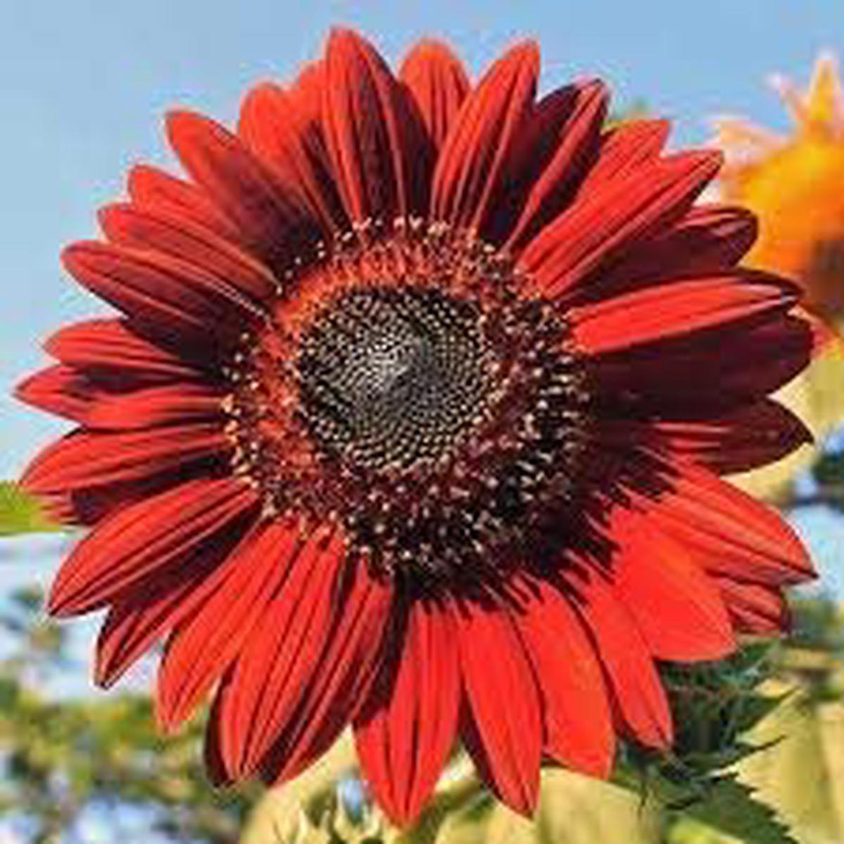 Red Mini Sunflower Seeds for Planting, Heirloom Non-GMO, High Germination Organic Garden Seeds