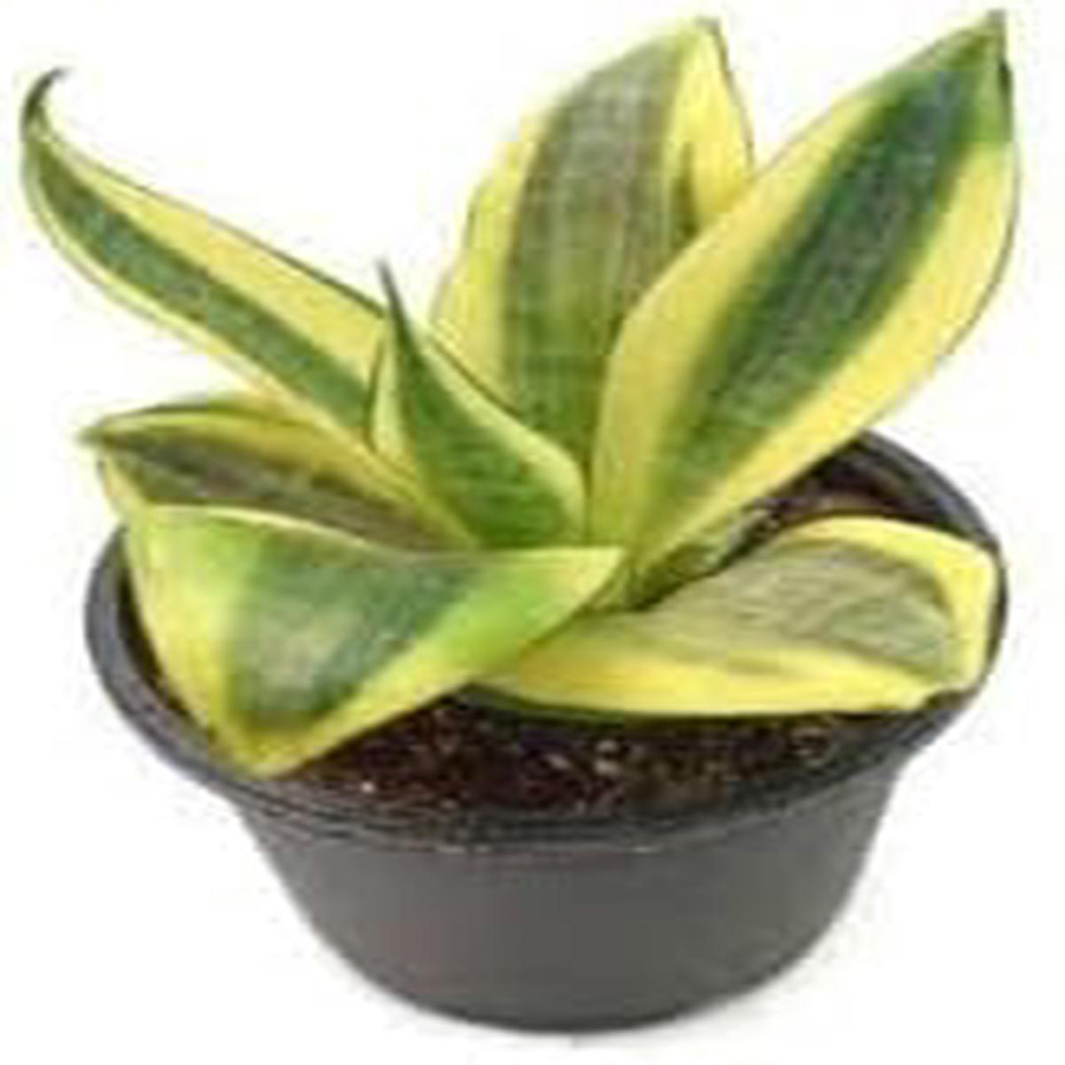 Sansevieria Flower Seeds Heirloom Non-GMO Seeds for Planting Indoor Air-Purifying Organic Garden