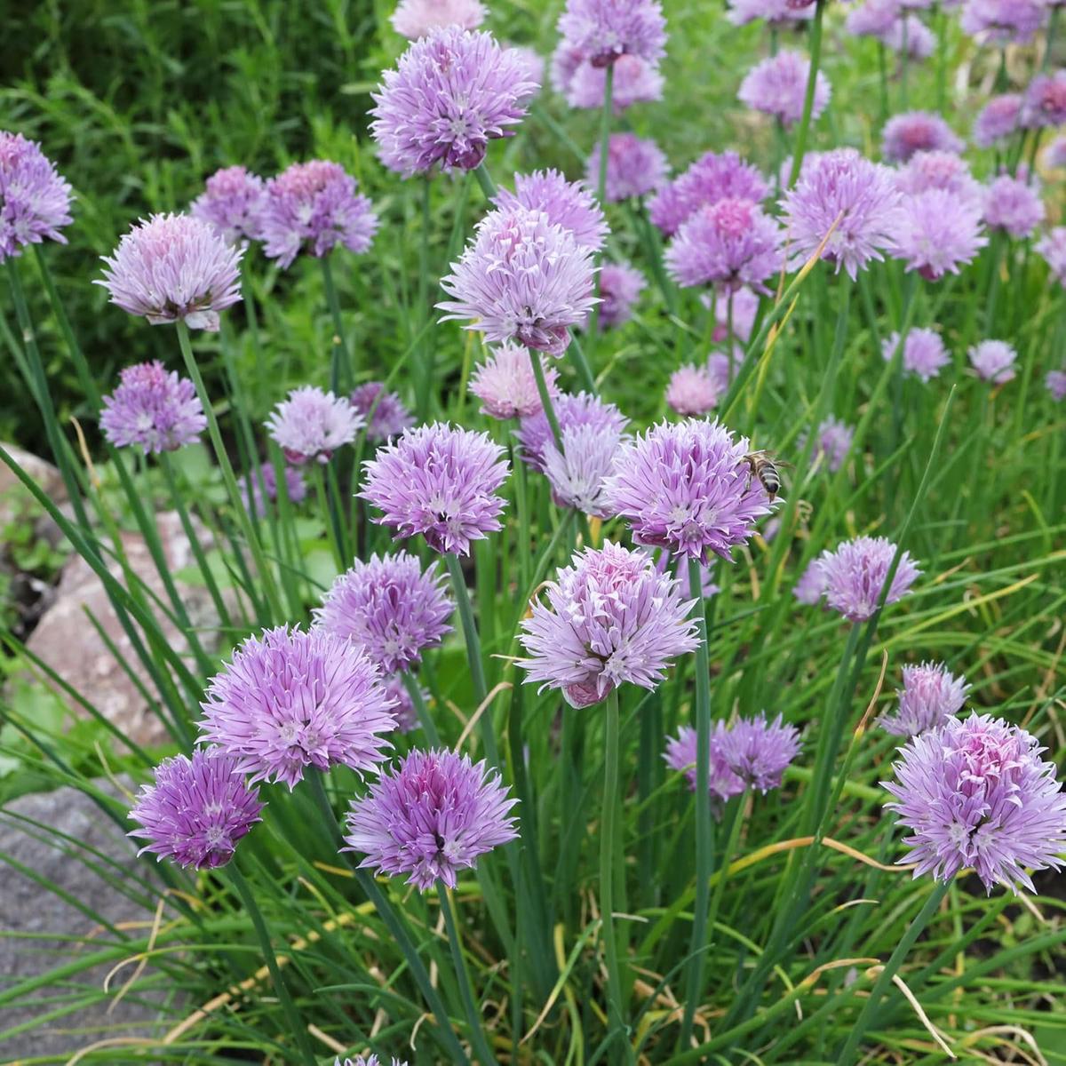 Schoenoprasum Flower Seeds for Planting  Cut Flower Favorite, Heirloom, Non-GMO, Organic Garden Seeds