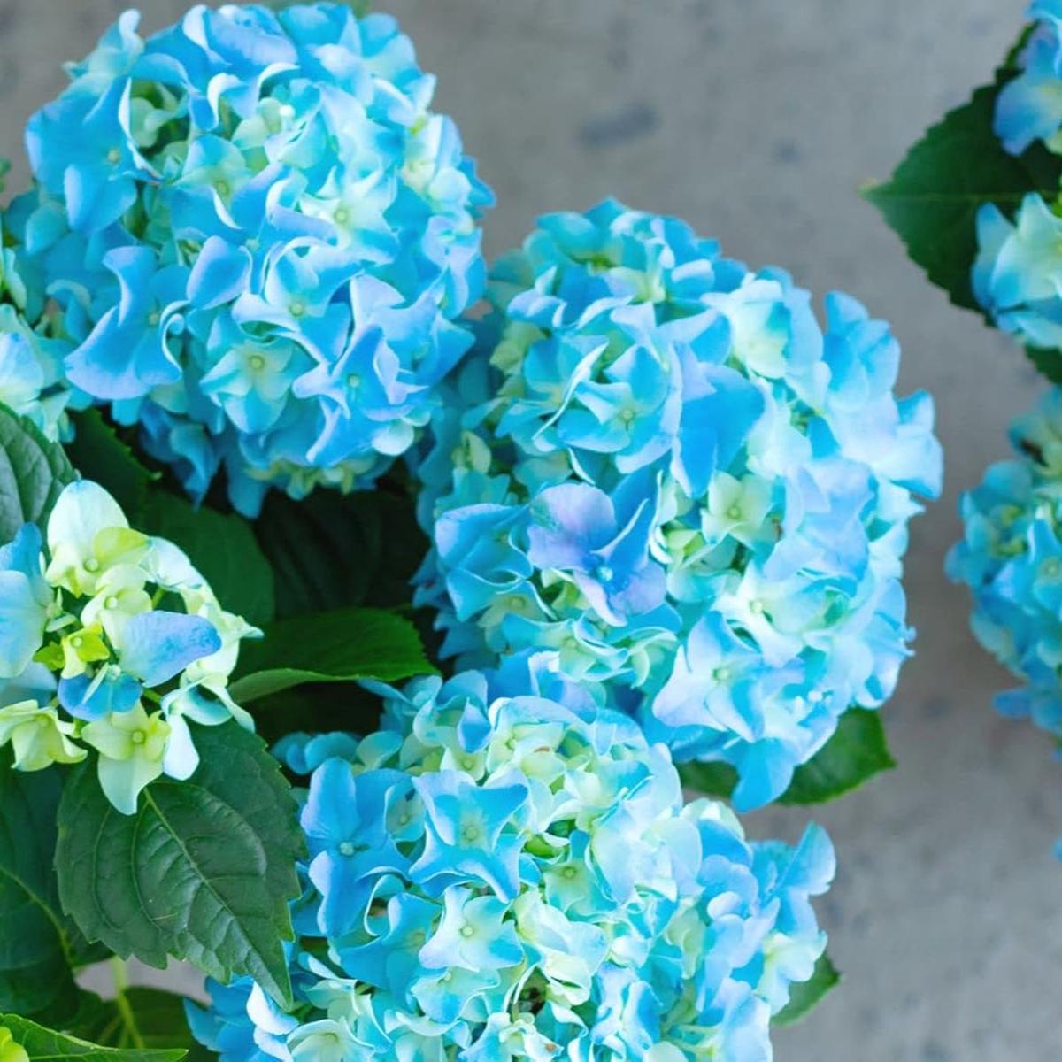 Sea Blue Hydrangea Flower Seeds for Planting Seasonal Bloomer, Heirloom, Non-GMO, High Germination Organic Garden Seeds