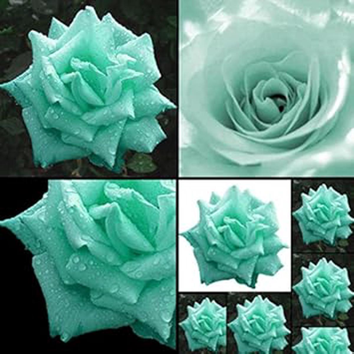 Sea Green Rose Plant Seeds for Garden Heirloom Non-GMO Seeds for Planting and Growing
