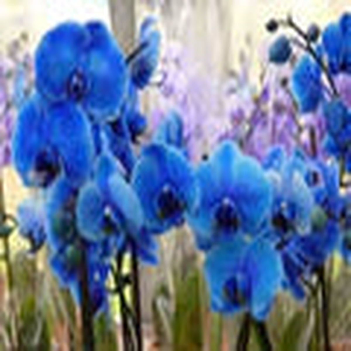 Sky Blue Phalaenopsis Orchid Flower Seeds for Planting  Heirloom, Non-GMO, High Germination Organic Seeds