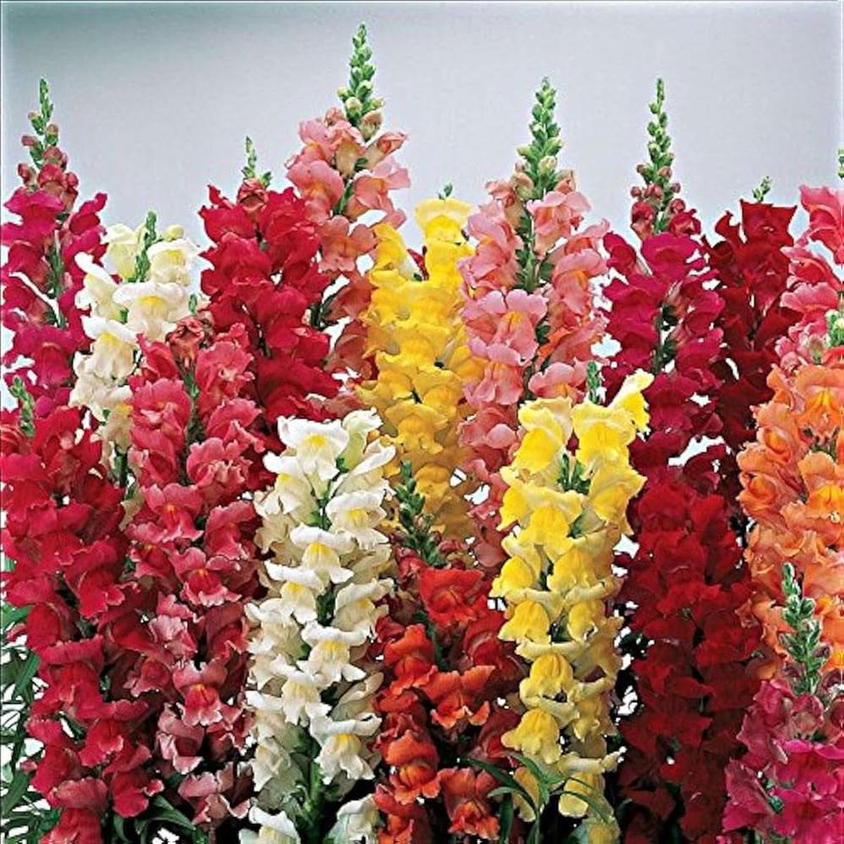 Snapdragon Flower Seeds for Planting
