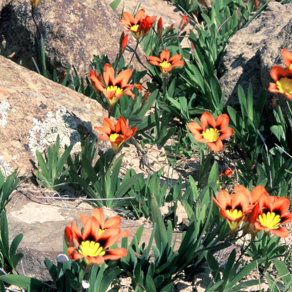 Sparaxis Tricolor ‘Orange’ Flower Seeds for Planting  Heirloom, Non-GMO, Easy to Grow, Annual