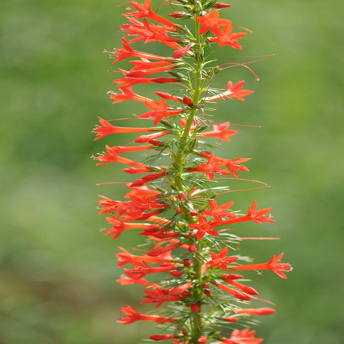 Standing Cypress Planting Flower