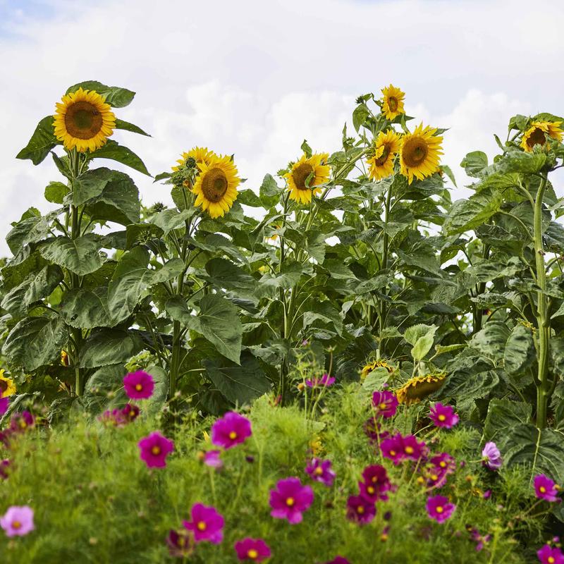 Sunflower Seeds – Mongolian Giant