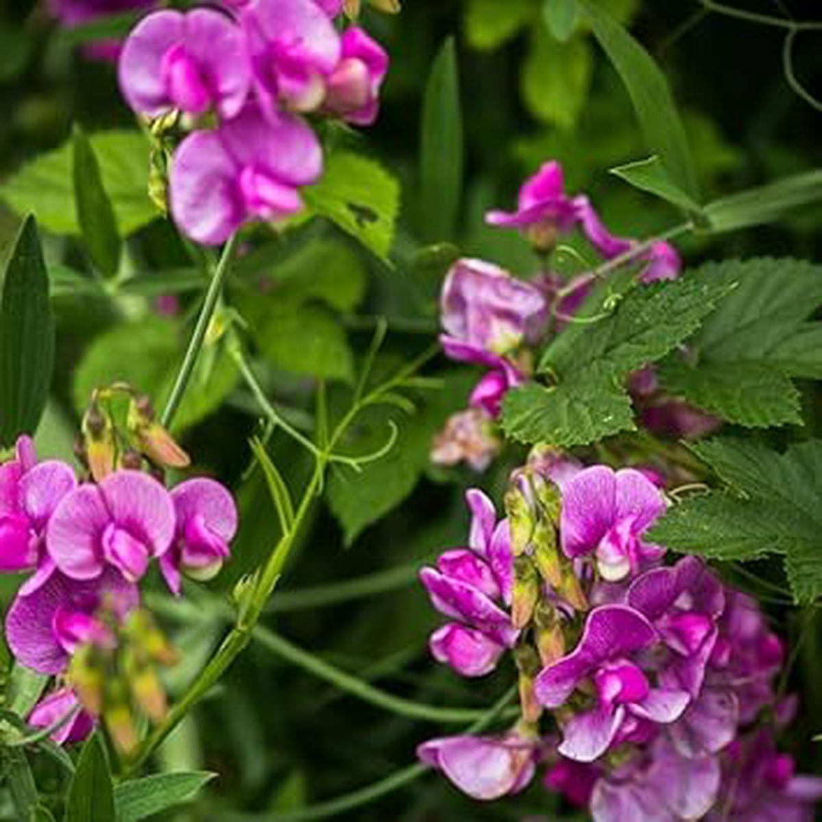 Sweet Peas Flower seeds for Planting Sun Loving Heirloom & GMO Free Seeds for Home Garden