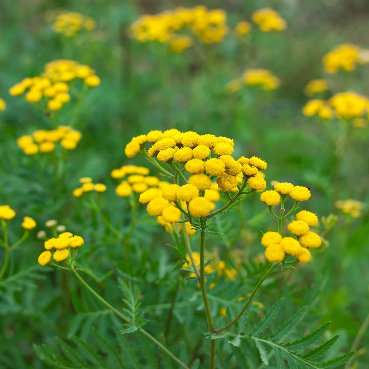 Tansy Flower Seeds for Planting Heirloom, Non-GMO, Easy to Grow, Perennial