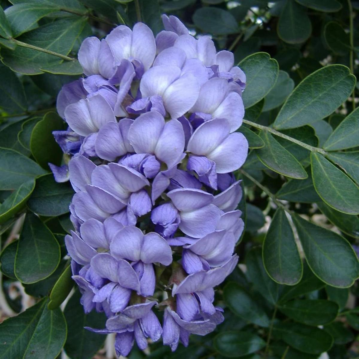 Texas Mountain Laurel Tree Seeds Sophora secundiflora Evergreen