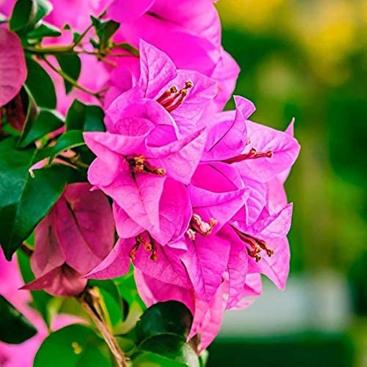Thick Pink Bougainvillea Flower seeds for Planting - Compact Growth, Heirloom & GMO Free Seeds for Home Garden