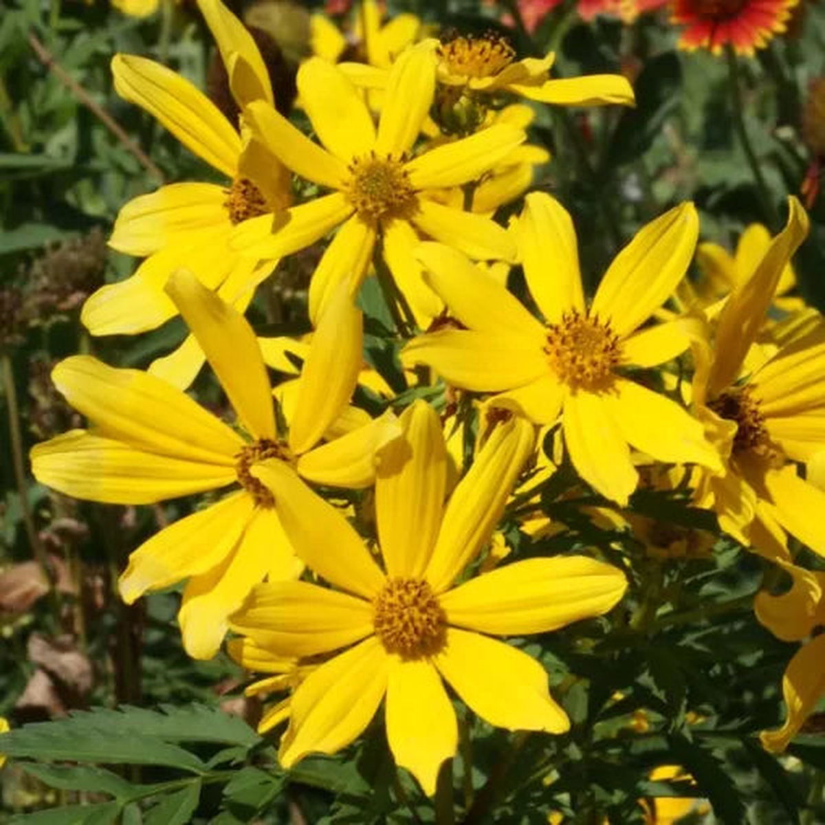 Tickseed Bidens Sunflower Seeds | Gold and Yellow Bidens Blooms  Heirloom, Non-GMO, High Germination Organic Garden Seeds