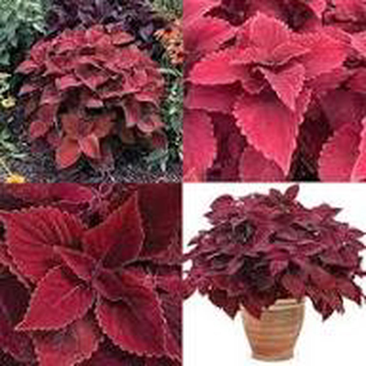 Velvet Coleus Jazz Flower Seeds for Planting  Heirloom Non-GMO High Germination Organic Garden Seeds