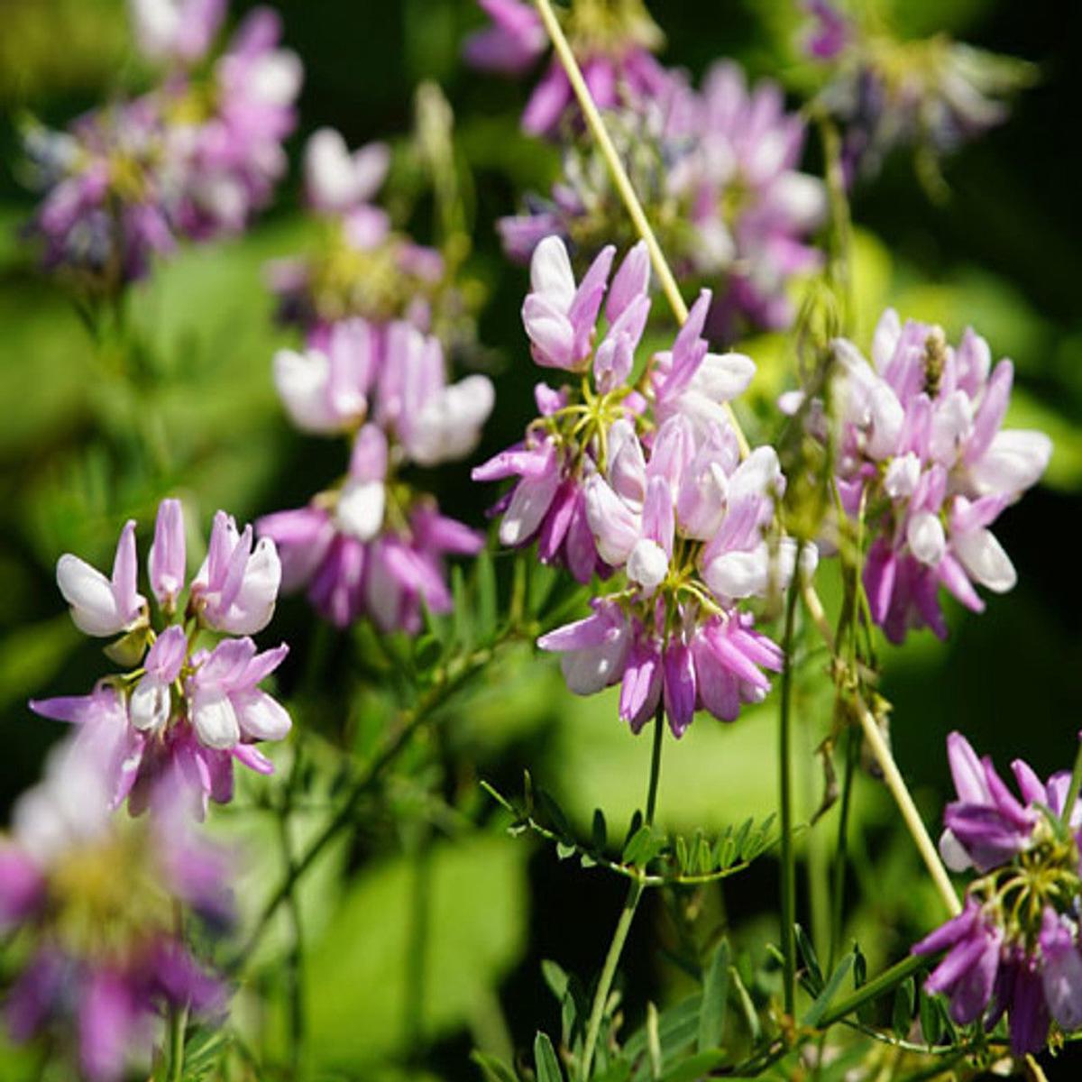 Vetch Coronilla Flower Seeds for Planting  Heirloom, Non-GMO Seasonal Bloomer Organic Garden Seeds