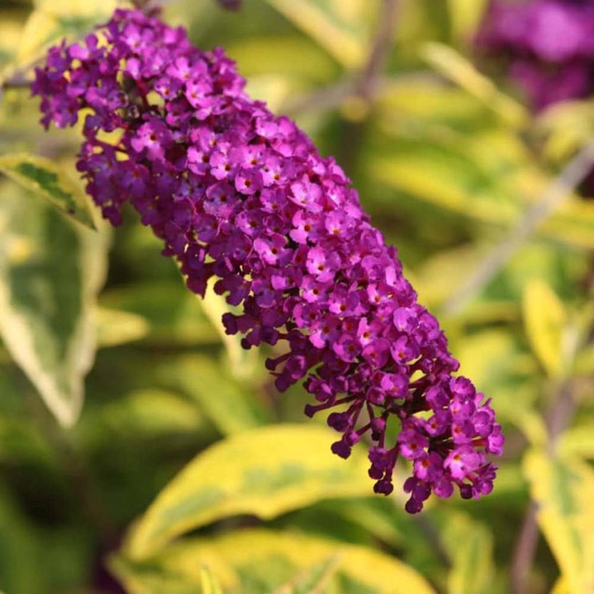 Violet Buddleia Davidii Flower seeds for Planting Cut Flower Favorite Heirloom & GMO Free Seeds for Home Garden Sale