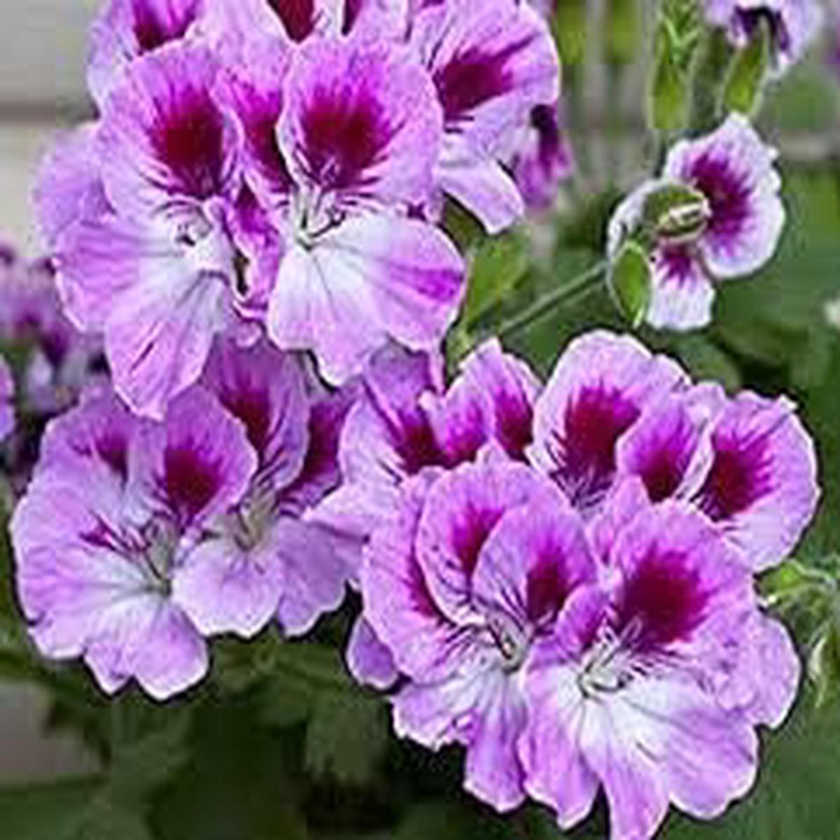 Violet Red Geranium Flower Seeds for Planting  Heirloom, Non-GMO, High Germination Seeds for Vibrant Garden Blooms