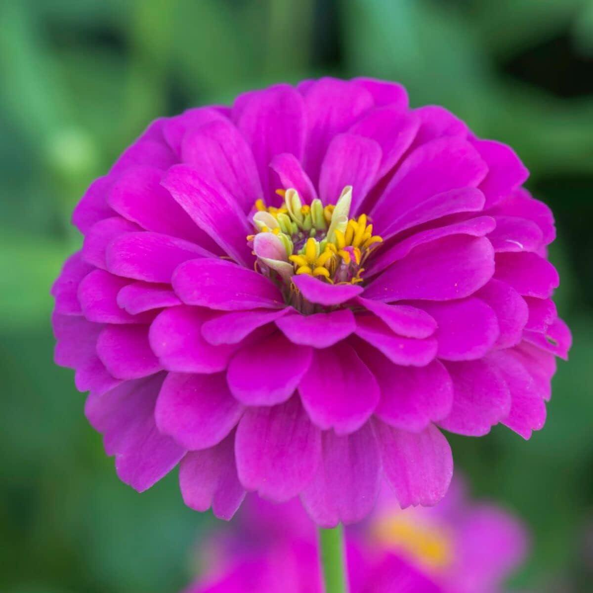 Violet Zinnia Flower Seeds for Planting  Heirloom, Non-GMO, Colorful Garden Blooms