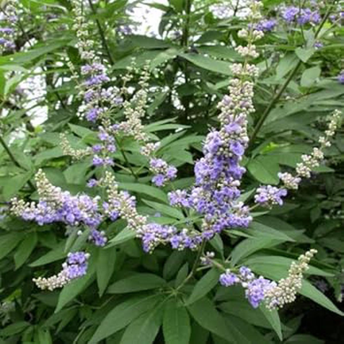 Vitex Agnus Plant Seeds for Planting | Heirloom Non-GMO High Germination Organic Garden Seeds