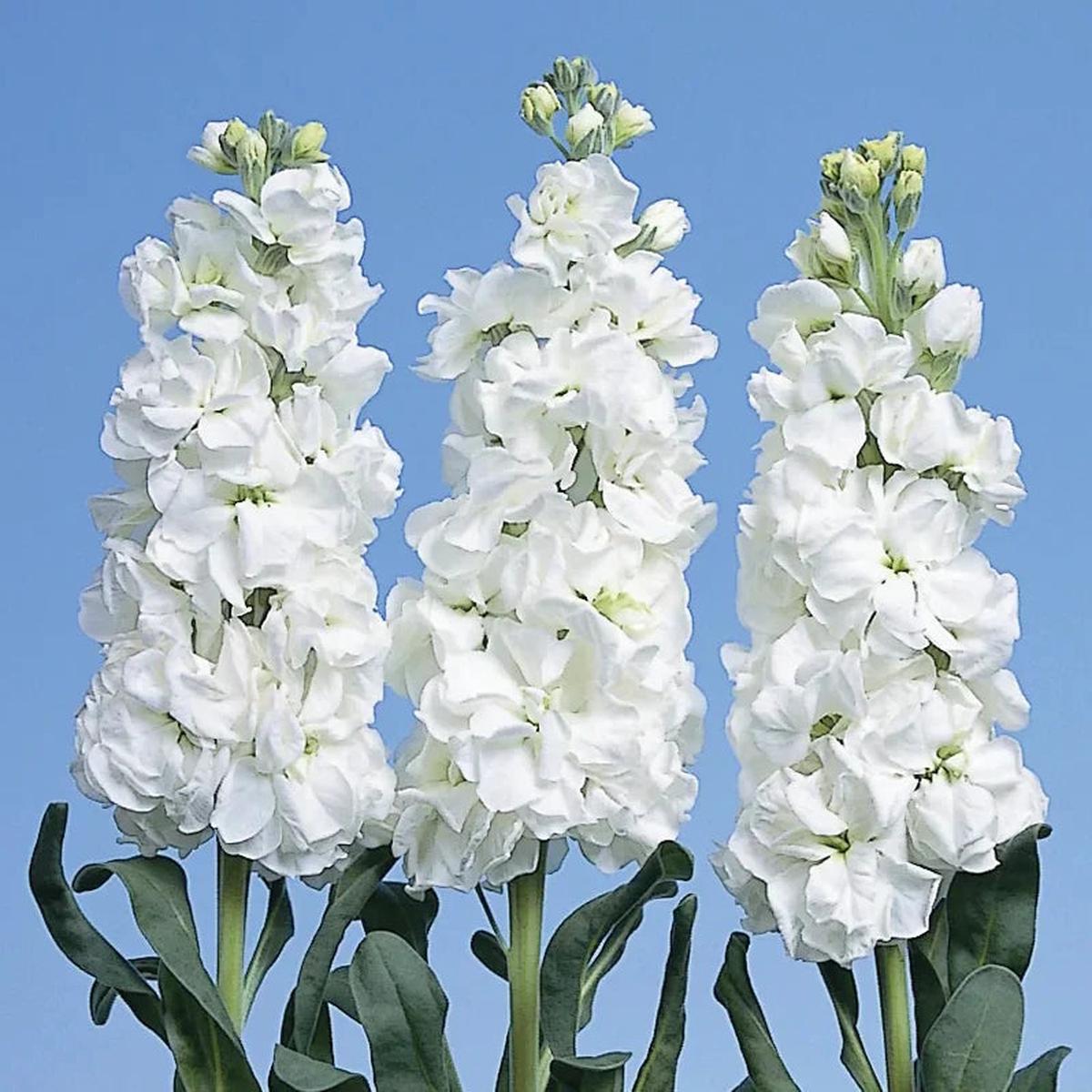 White Evening Stock Flower seeds for Planting – Fragrant Blossoms, Heirloom & GMO Free Seeds for Home Garden
