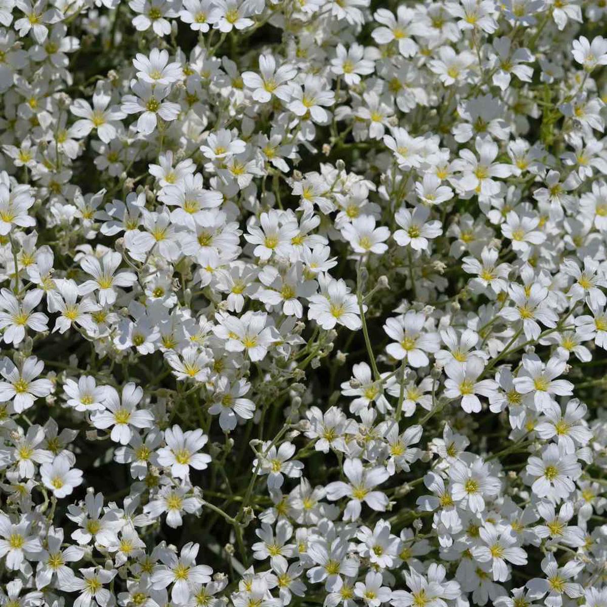 White Gypsophila Repens Seeds Organic, Heirloom, Non-GMO Flower Seeds for Planting