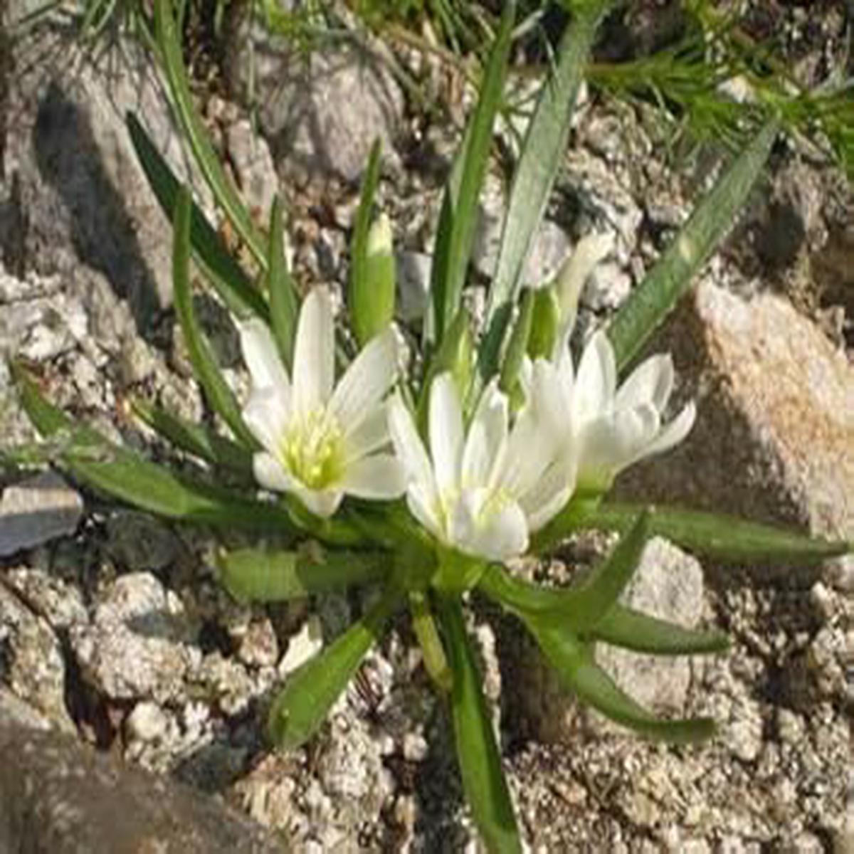 White Nevadensis Flower seeds for Planting – Colorful Display, Heirloom & GMO Free Seeds for Home Garden