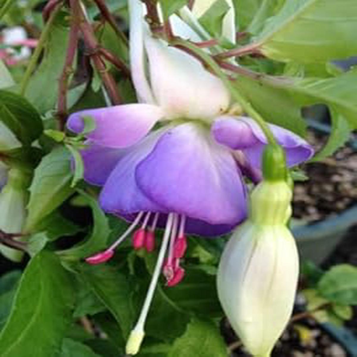 White Purple Fuchsia Hybrida Flower Seeds for Planting Heirloom Non-GMO Organic Garden Seeds with High Germination