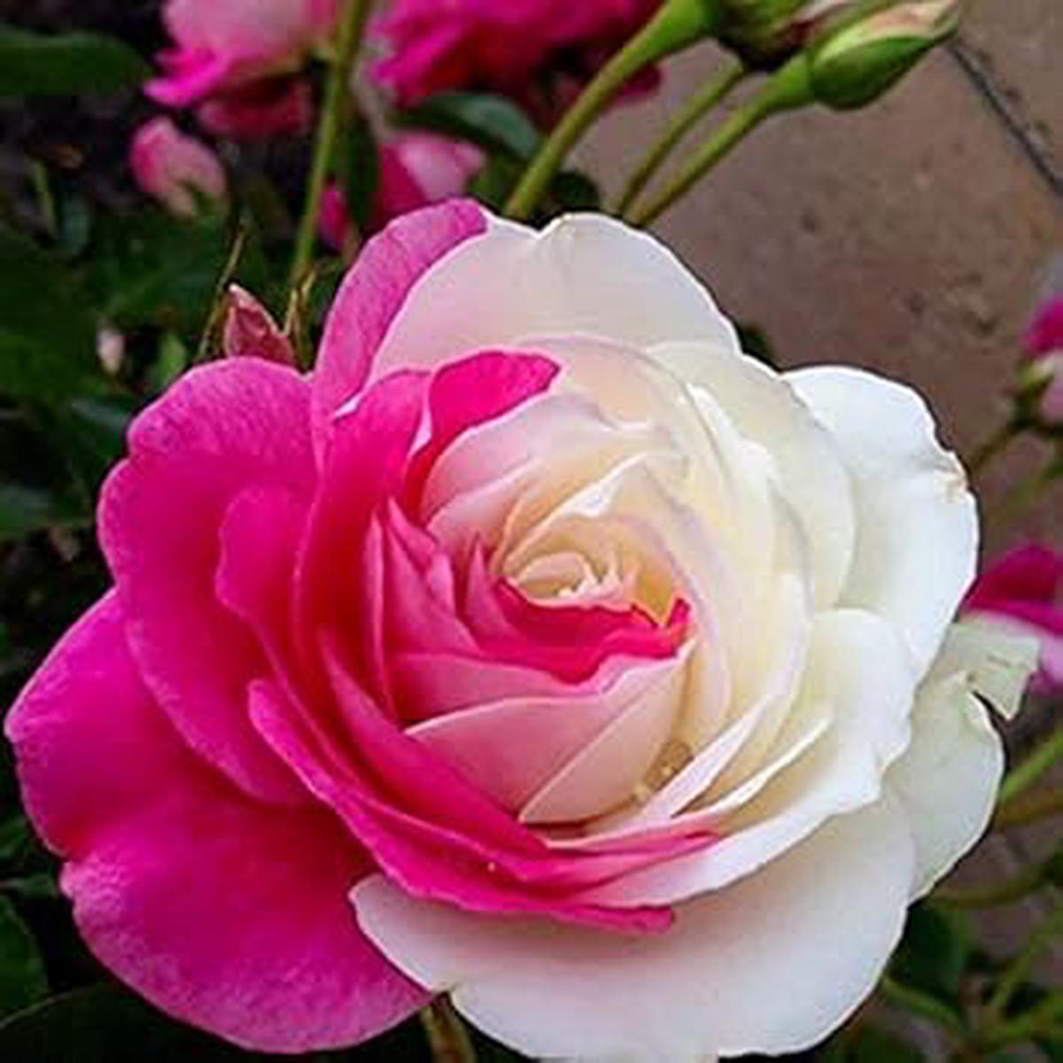 White Rainbow Potted Rose Heirloom Non-GMO Seeds  Organic High Germination Seeds for Planting