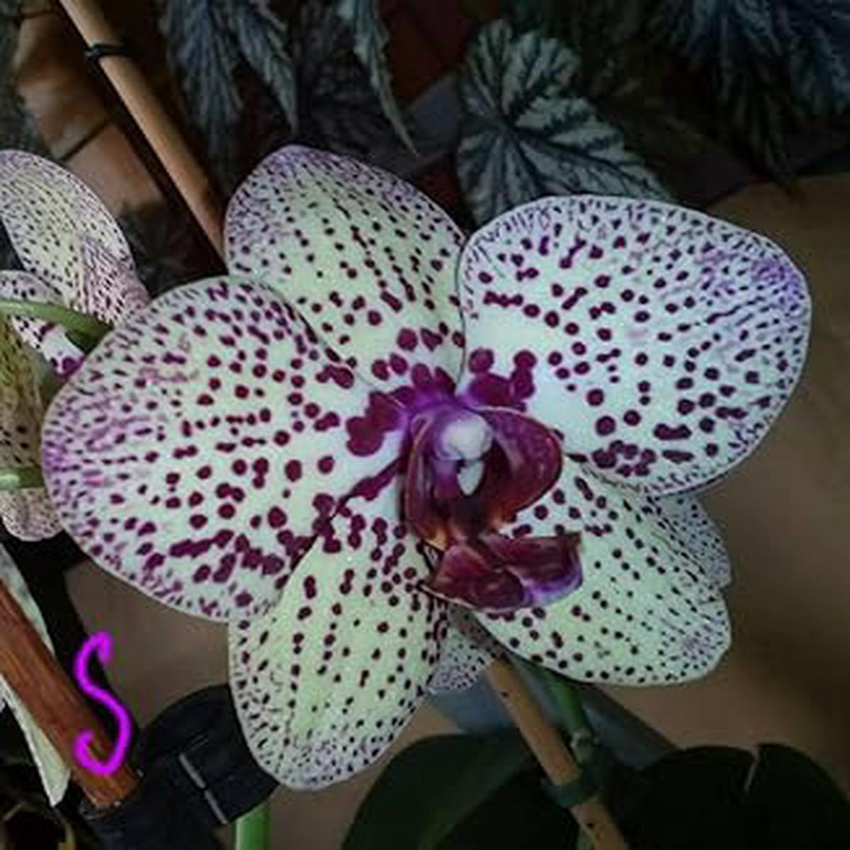 White Violet Butterfly Orchid Flower seeds for Planting – Easy to Grow, Heirloom & GMO Free Seeds for Home Garden