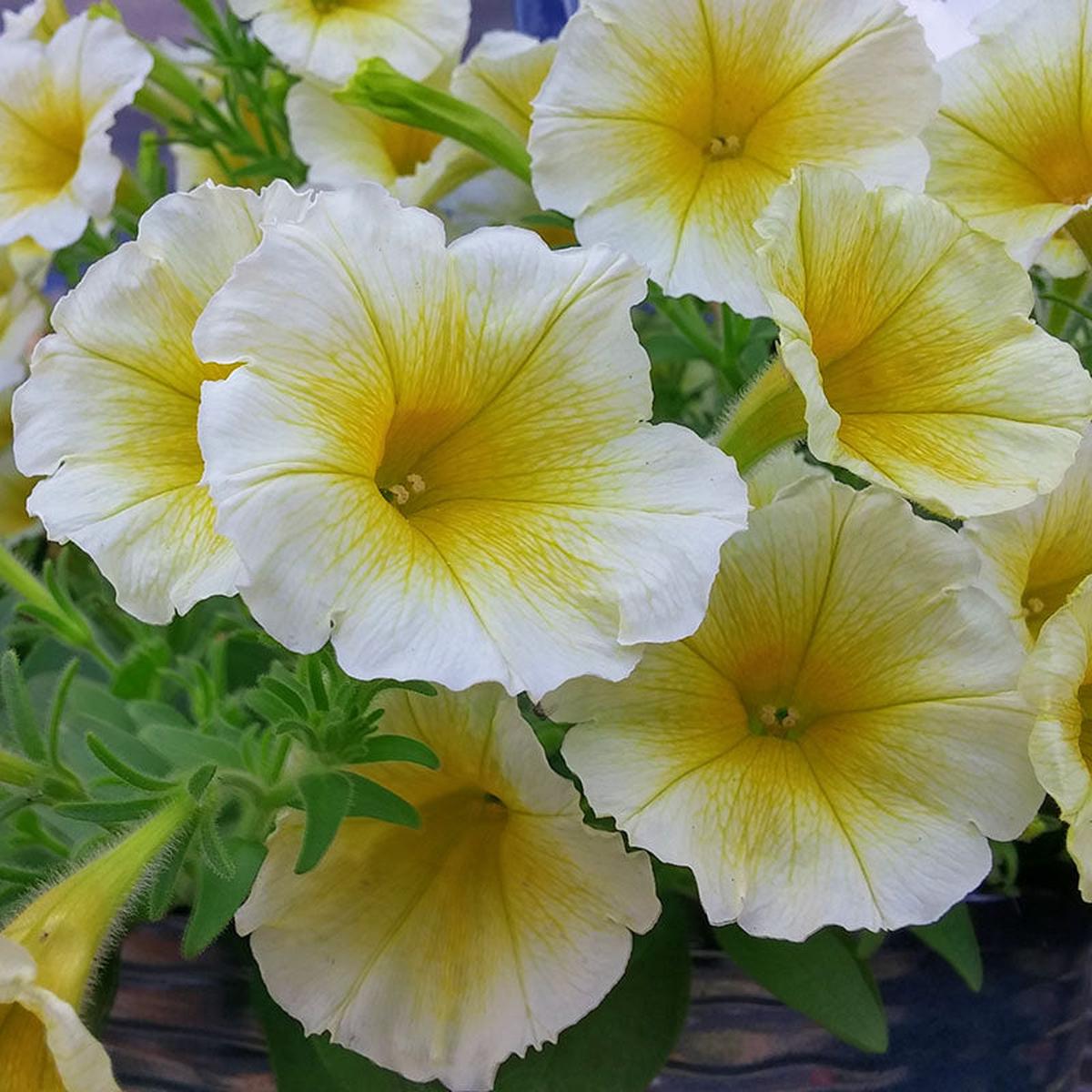 Yellow and White Petunia Flower seeds for Planting – Pollinator Friendly, Heirloom & GMO Free Seeds for Home Garden