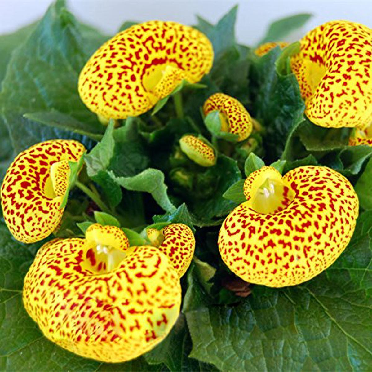Yellow Calceolaria Crenatiflora Flower Seeds for Planting  Heirloom, Non-GMO, High Germination