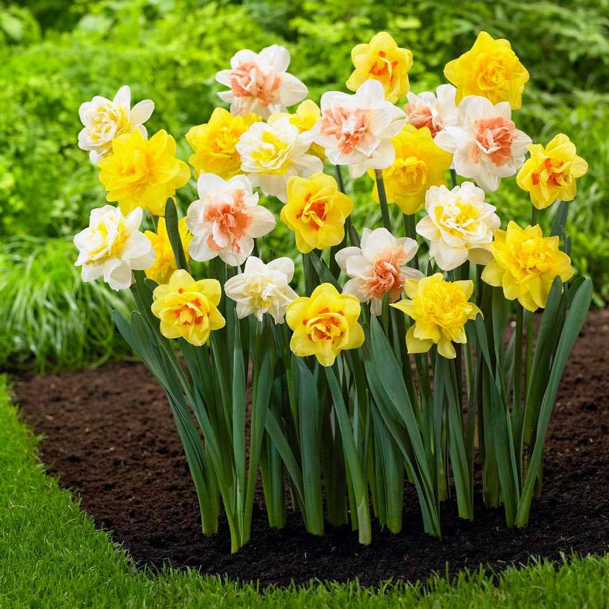 Yellow Double Petals Narcissus Daffodil Seeds for Planting Heirloom Non-GMO Organic Garden Seeds