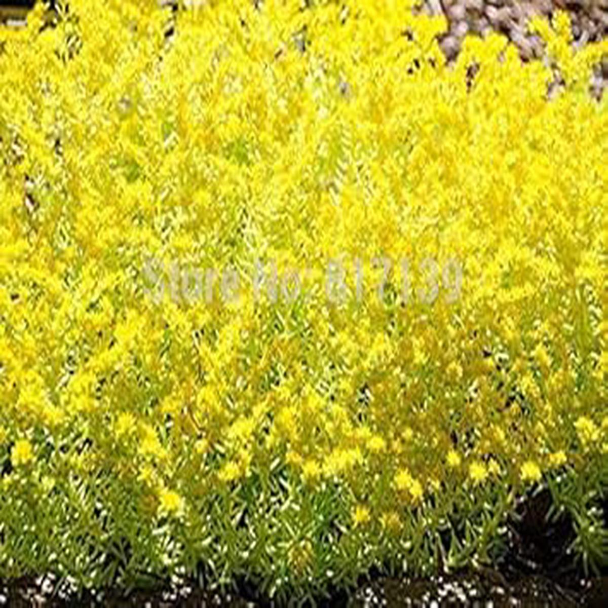 Yellow Sedum Flower seeds for Planting – Seasonal Bloomer, Heirloom & GMO Free Seeds for Home Garden