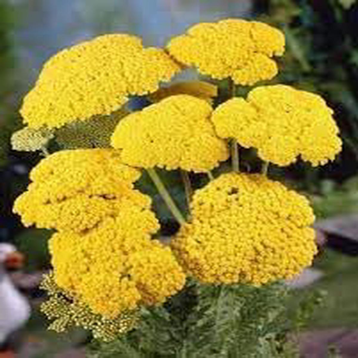 Achillea Flower seeds for Planting Compact Growth Heirloom & GMO Free Seeds for Home Garden