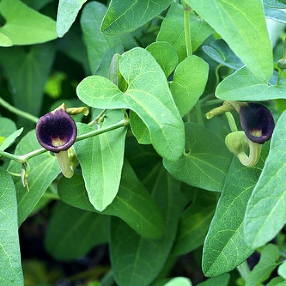 Aristolochia Debilis Flower Seeds for Planting  Unique Ornamental Vines