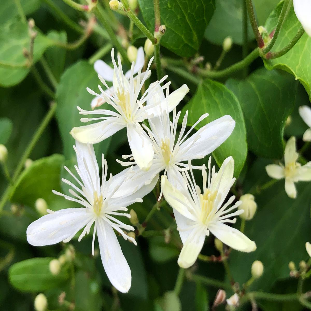 Autumn Clematis Flower Seeds for Planting  Heirloom Non-GMO Seeds, High Germination Organic Garden Blooms