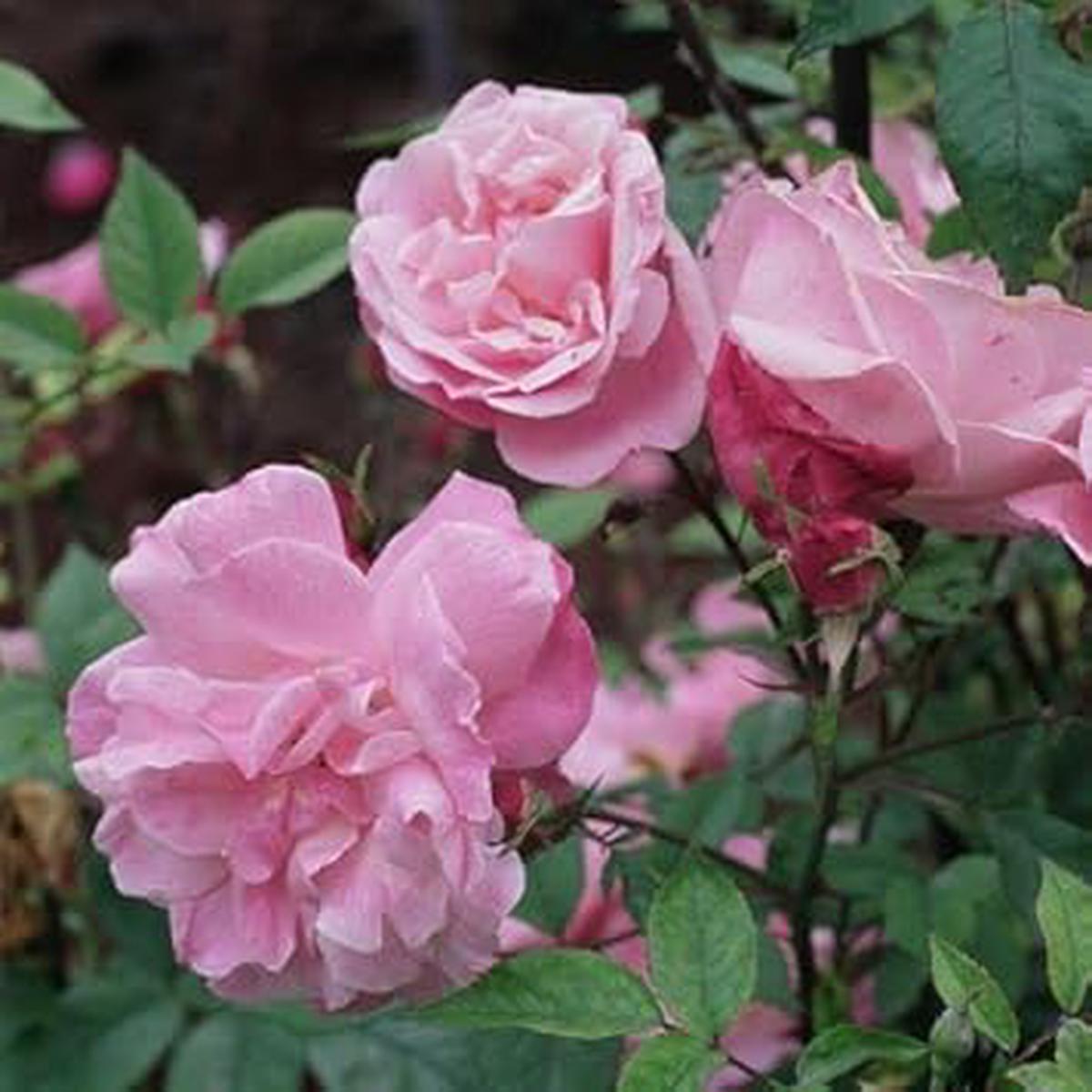 Baby Pink Climbing Rose Flower seeds for Planting – Pollinator Friendly, Heirloom & GMO Free Seeds for Home Garden