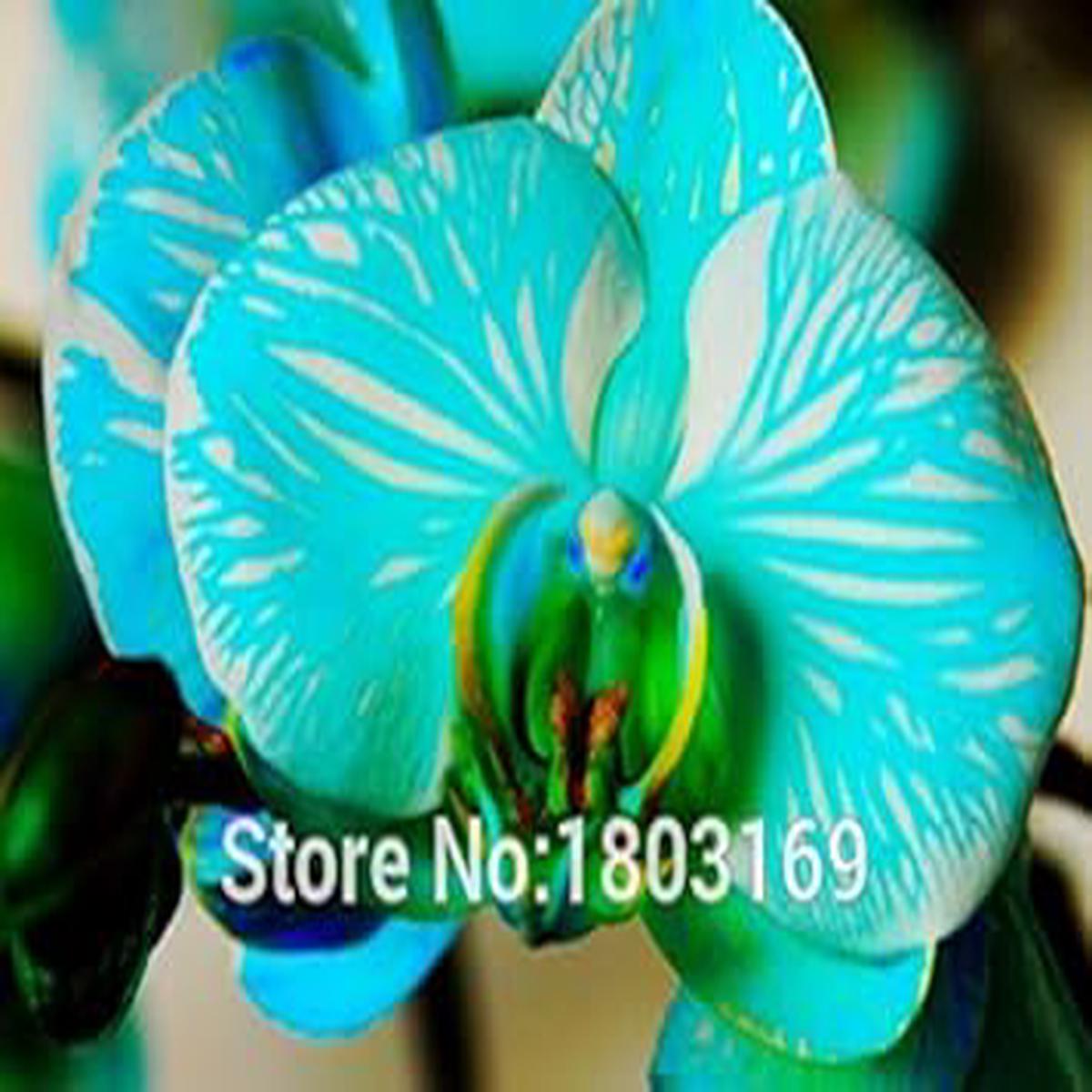 Blue Phalaenopsis Orchid Flower seeds for Planting – Sun Loving, Heirloom & GMO Free Seeds for Home Garden