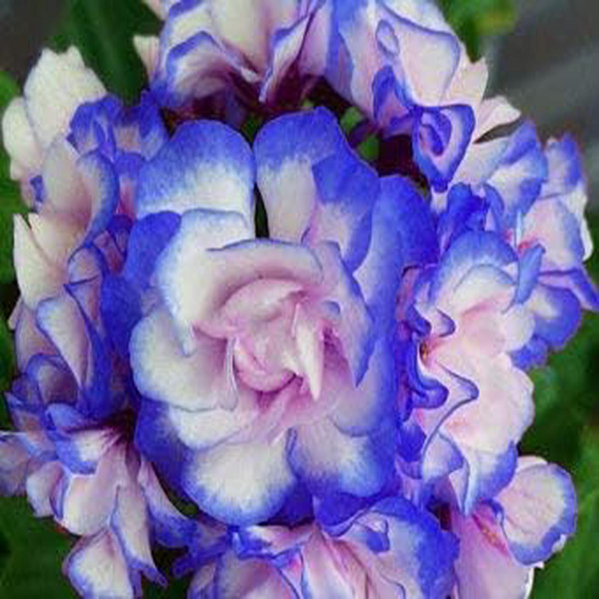 Blue & Pink Geranium Flower Seeds for Planting Heirloom Non-GMO | High Germination Organic Garden Seeds