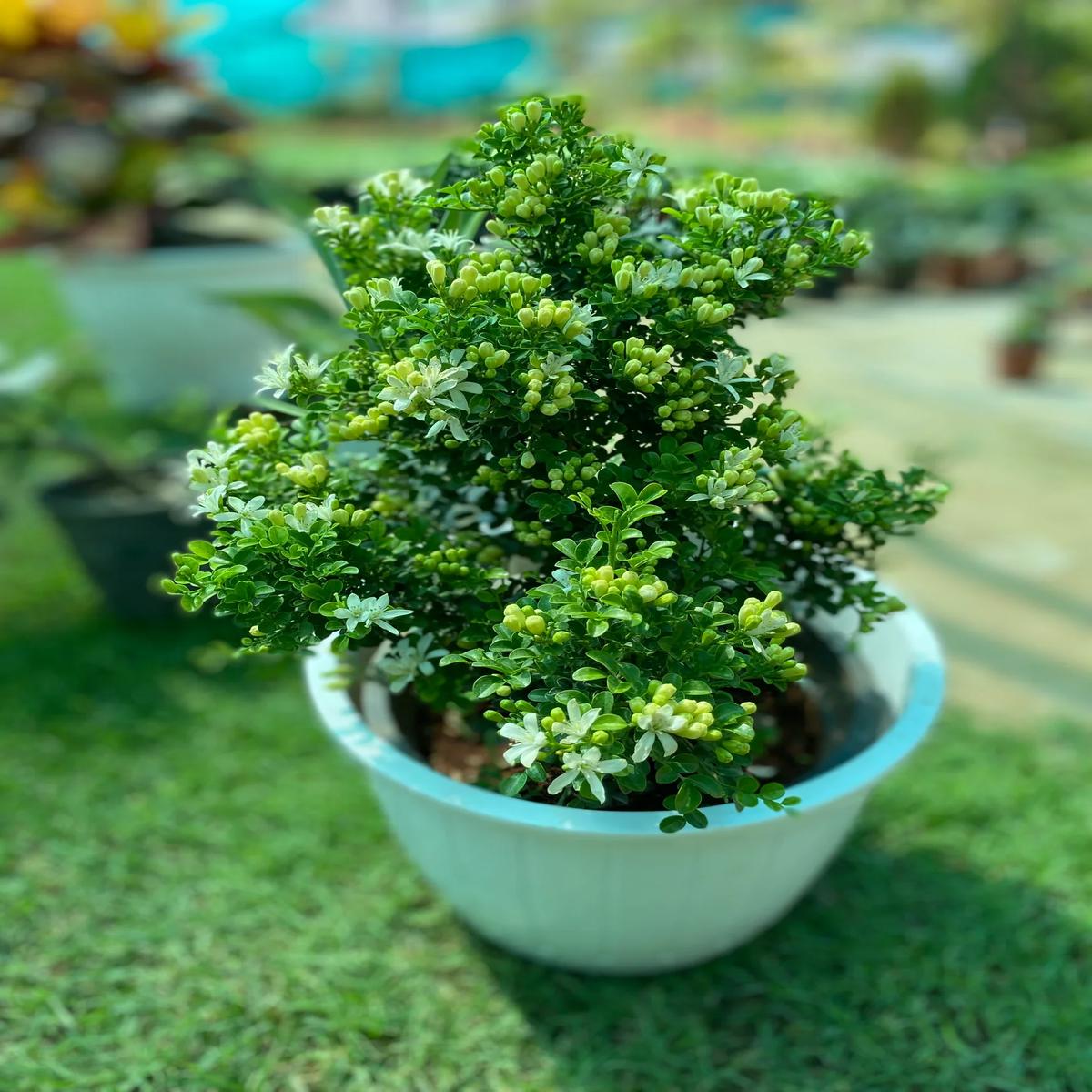 Bonsai Aglaia Odorata Flower Seeds for Planting  Heirloom Non-GMO, High Germination Organic Garden Seeds