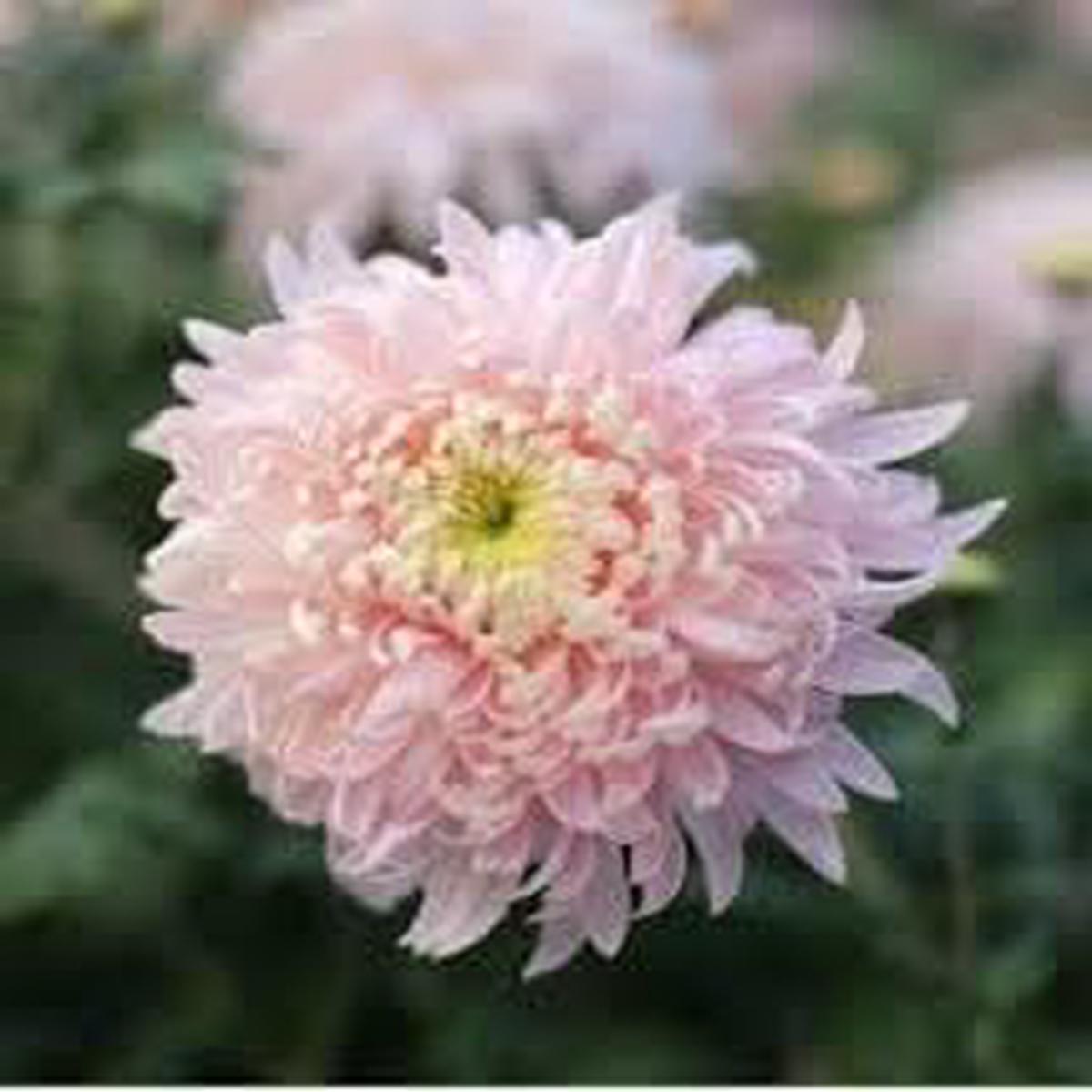 Bonsai Chrysanthemum Seeds for Planting – NON GMO Seeds