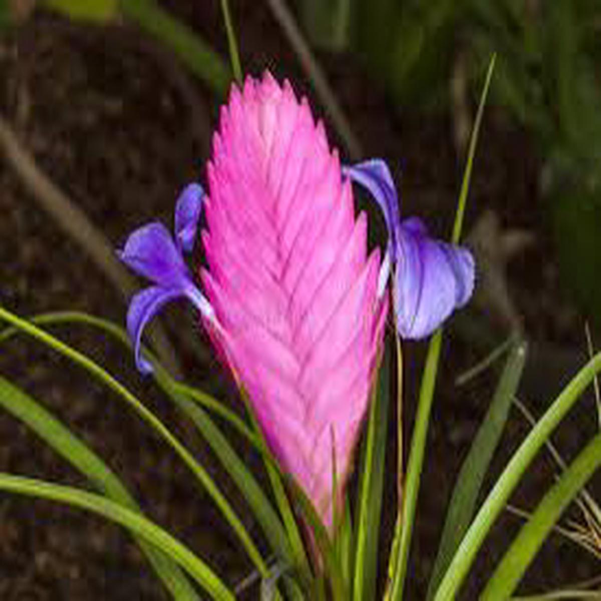 Bromeliad Tillandsia Flower Seeds for Planting  Long Bloom Season, Heirloom & Non-GMO