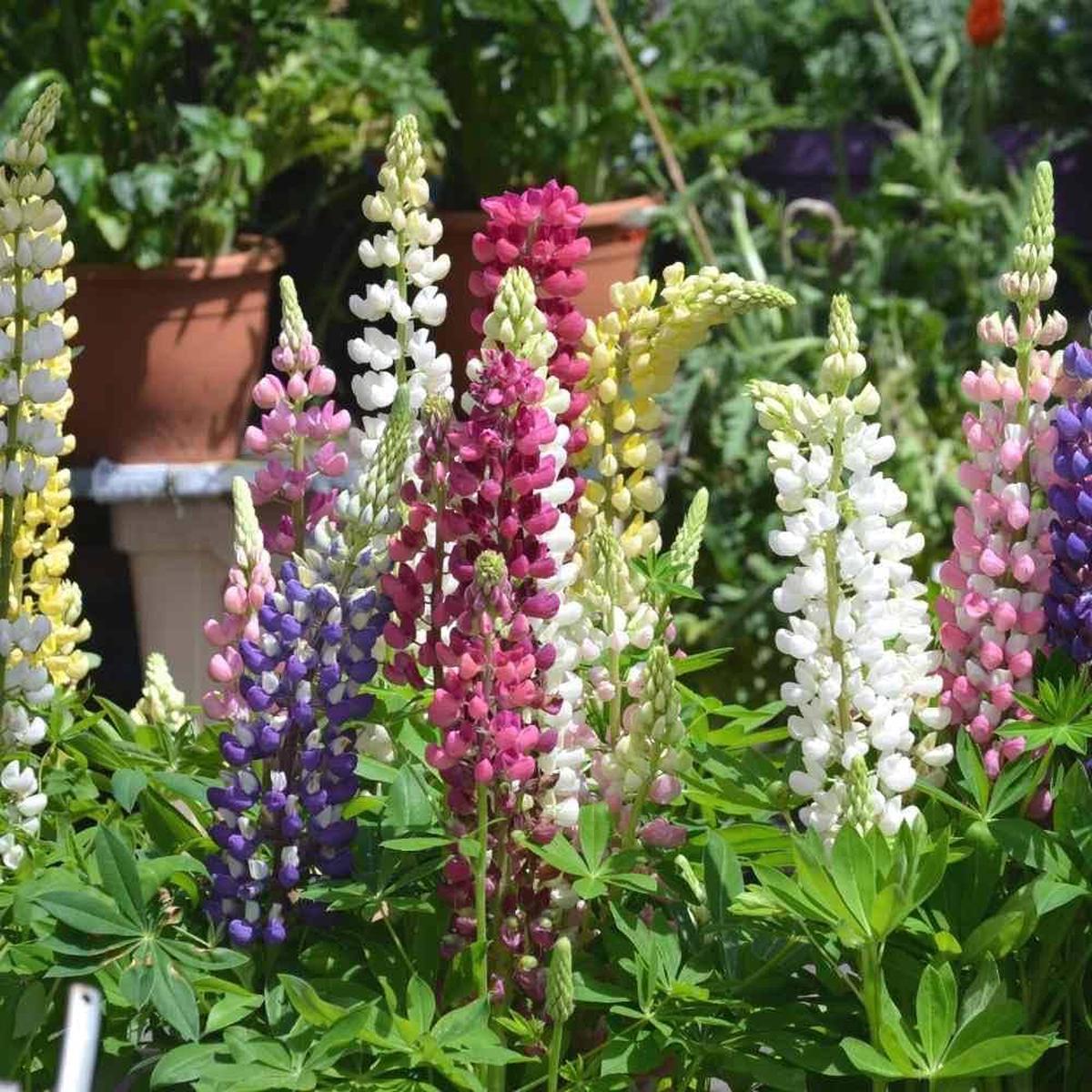 Castle Russell Lupine Seeds for Planting Lupinus Polyphyllus flower bed wild garden
