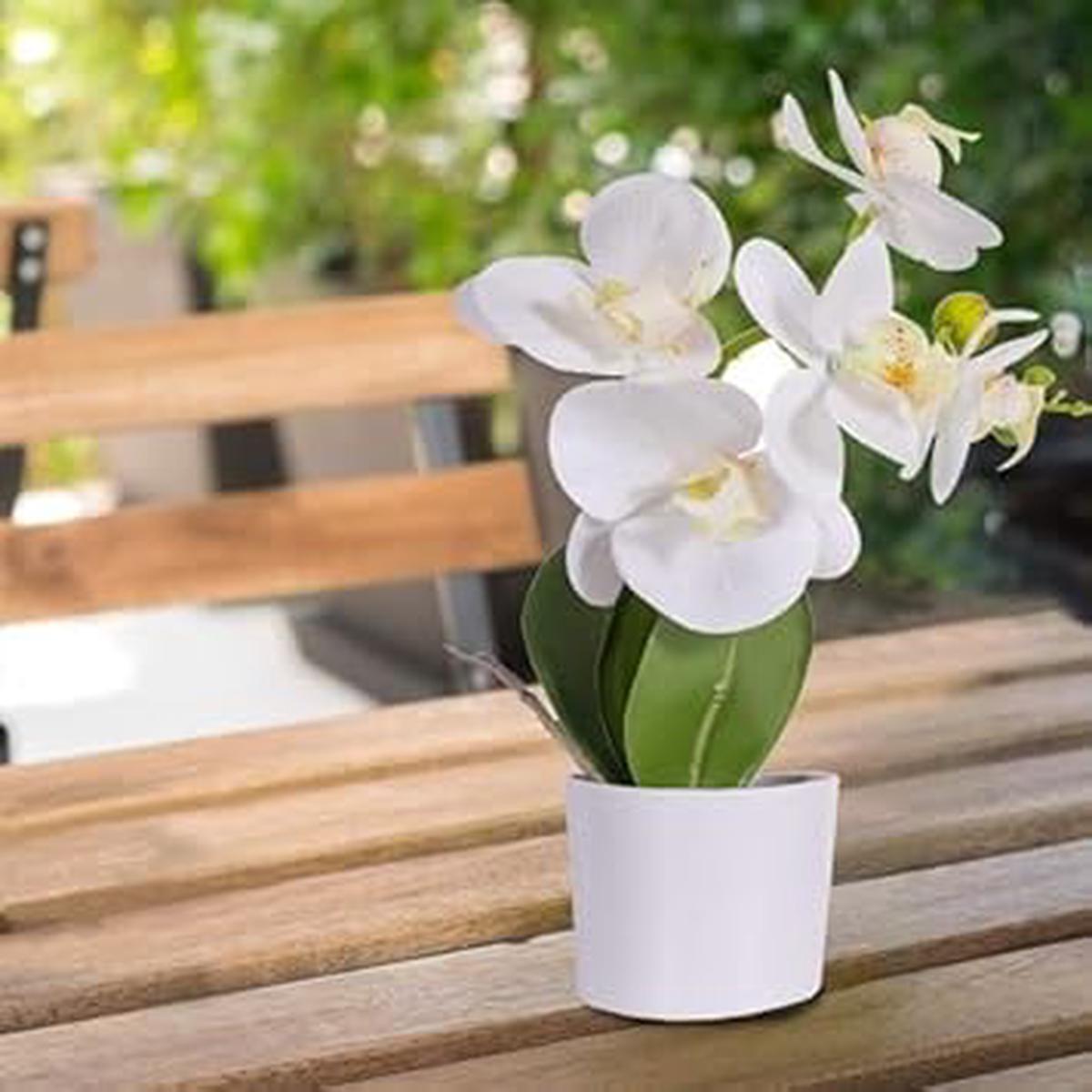 Cream Narcissus Flower Seeds for Planting Pollinator Friendly Heirloom & GMO Free Seeds for Home Garden Sale