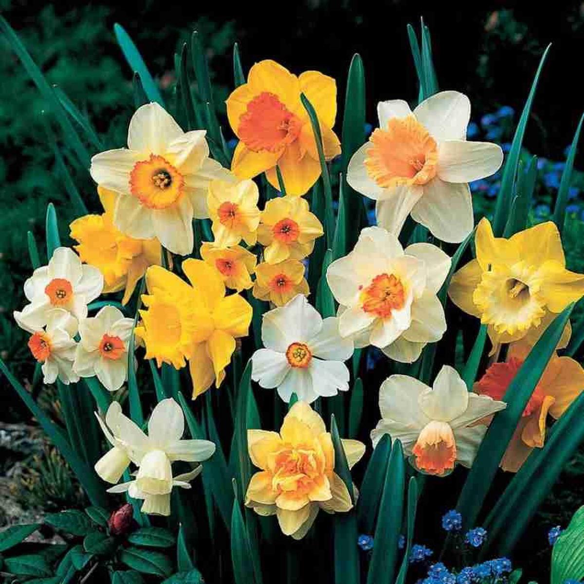 Daffodil Flower Seeds for Planting Mixed Colors Shade Tolerant, Heirloom, Non-GMO, High Germination Organic Garden Seeds