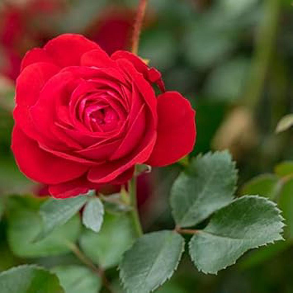 Dark Red Geranium Heirloom Non-GMO Seeds for Planting  High Germination Organic Garden Seeds