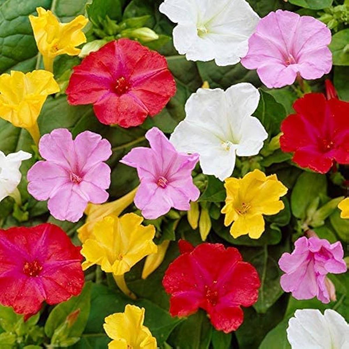 Four OClock Flower Seeds Fragrant Multi-Color Garden Variety