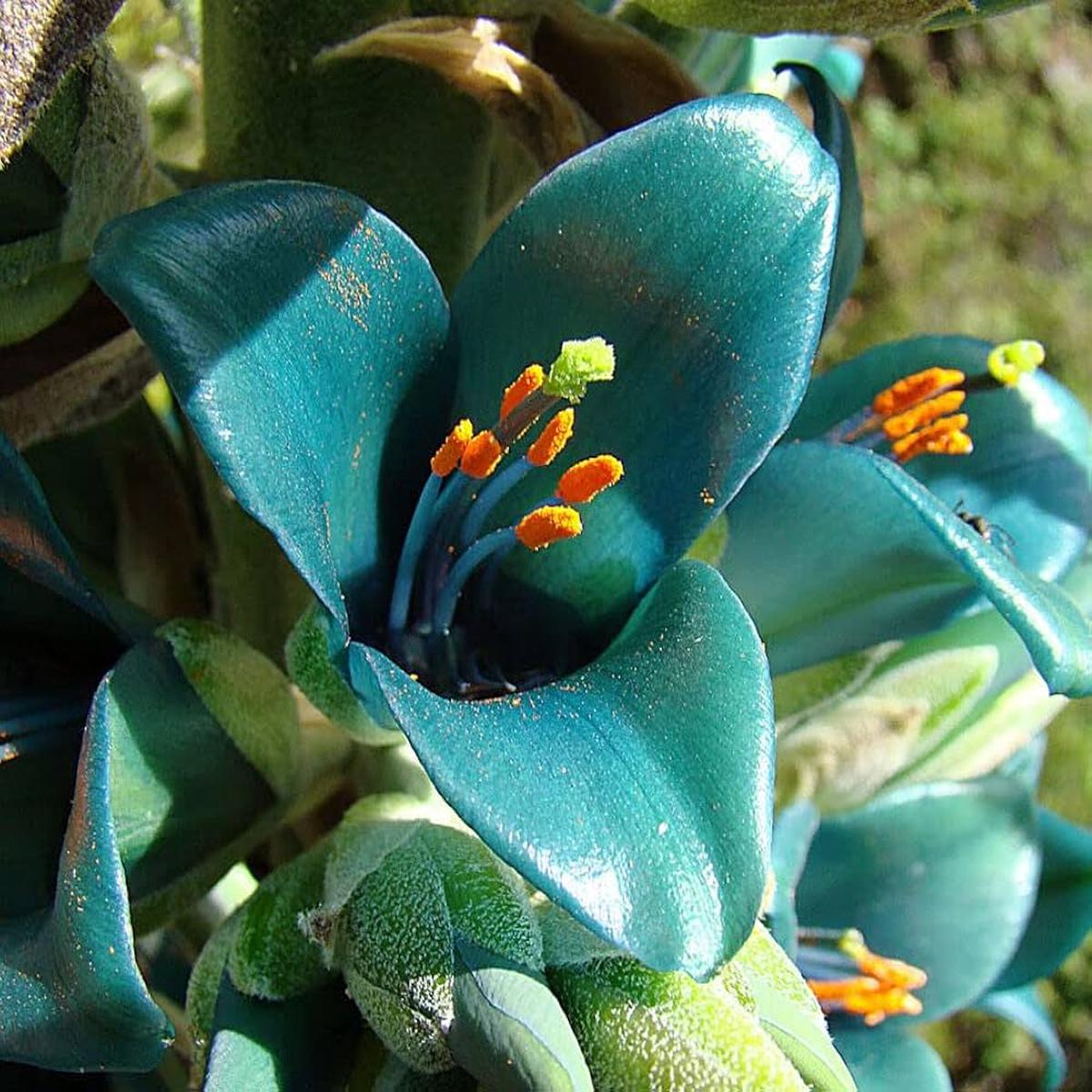Green Blue Puya Flower seeds for Planting – Bright Blooms, Heirloom & GMO Free Seeds for Home Garden